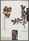 Foto von Salix appendiculata Vill.
